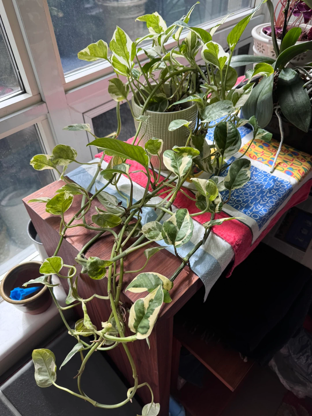 Variegated Pothos N'Joy Houseplant - photo 3