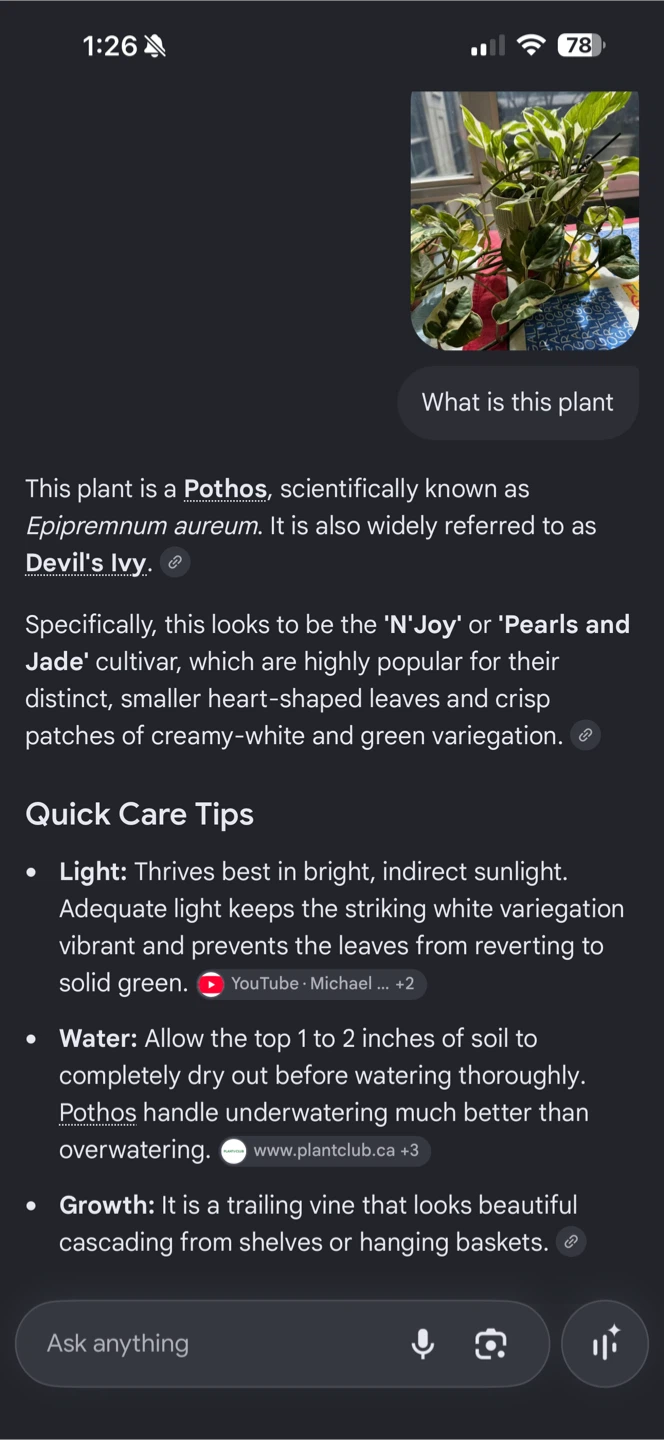 Variegated Pothos N'Joy Houseplant - photo 4