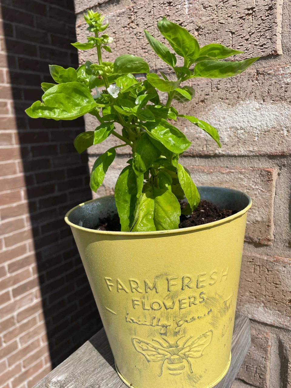 Potted Basil Plant in Yellow Metal Planter
