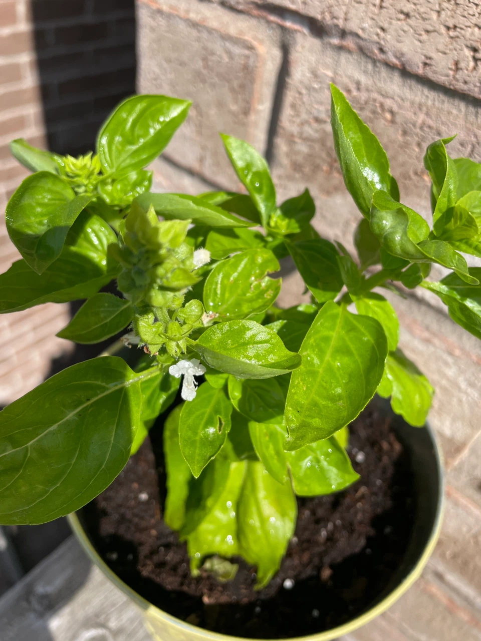 Potted Basil Plant in Yellow Metal Planter - photo 2