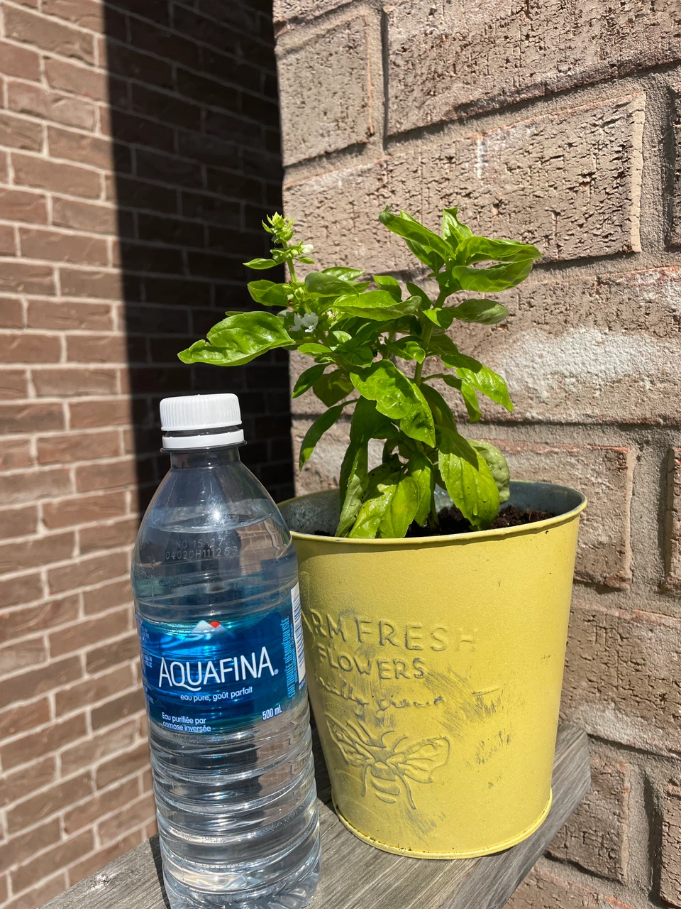 Potted Basil Plant in Yellow Metal Planter - photo 3