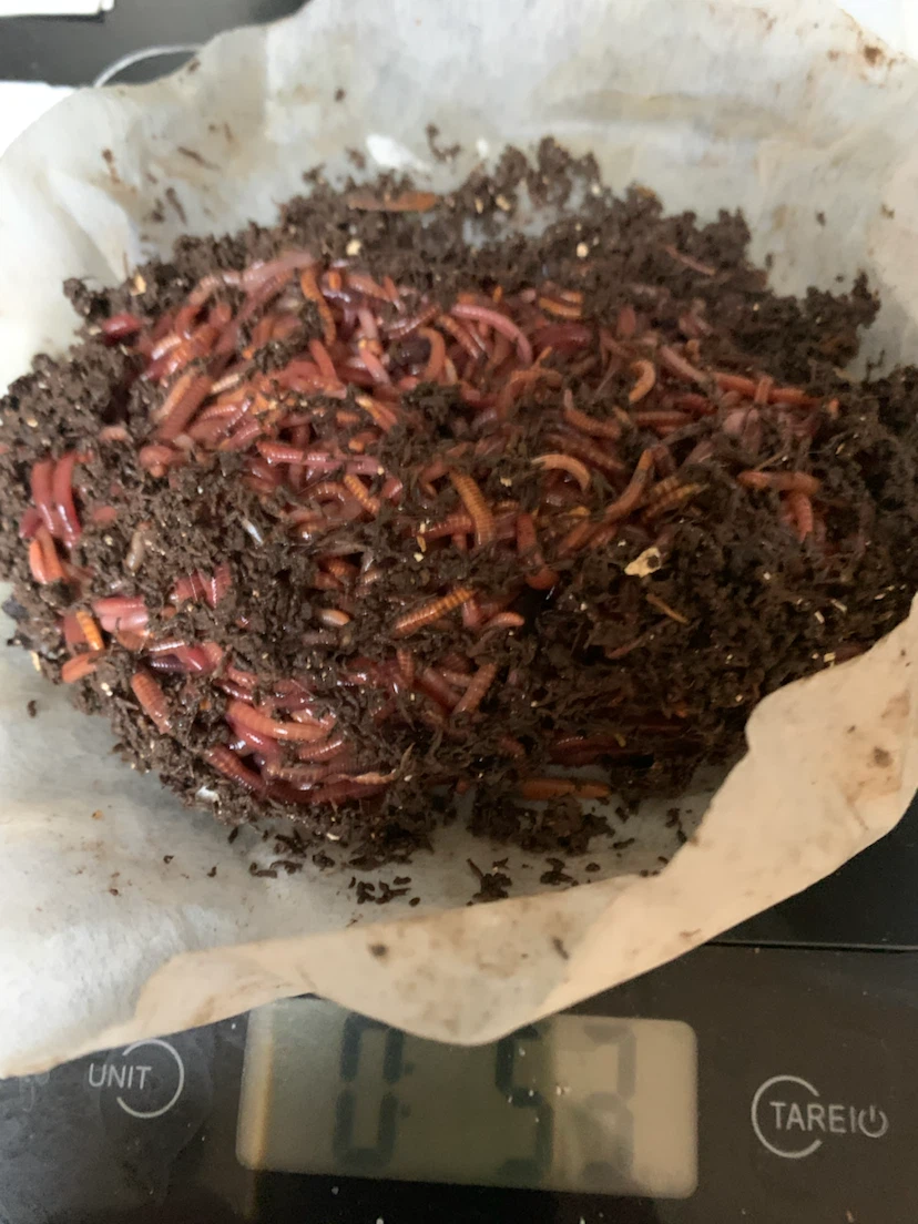 Red Wigglers for vermicomposting supplies