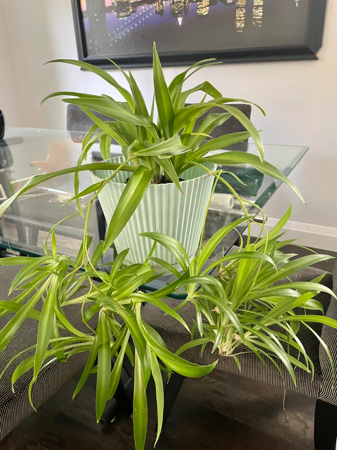 Green Spider Plant with lots of babies