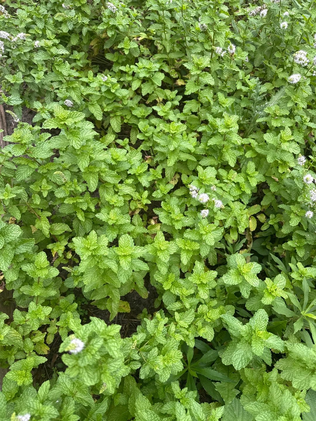 Free Fresh Garden Mint