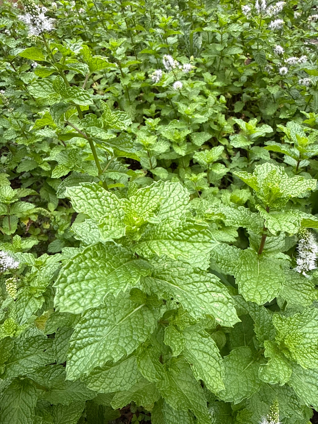 Free Fresh Garden Mint - photo 2