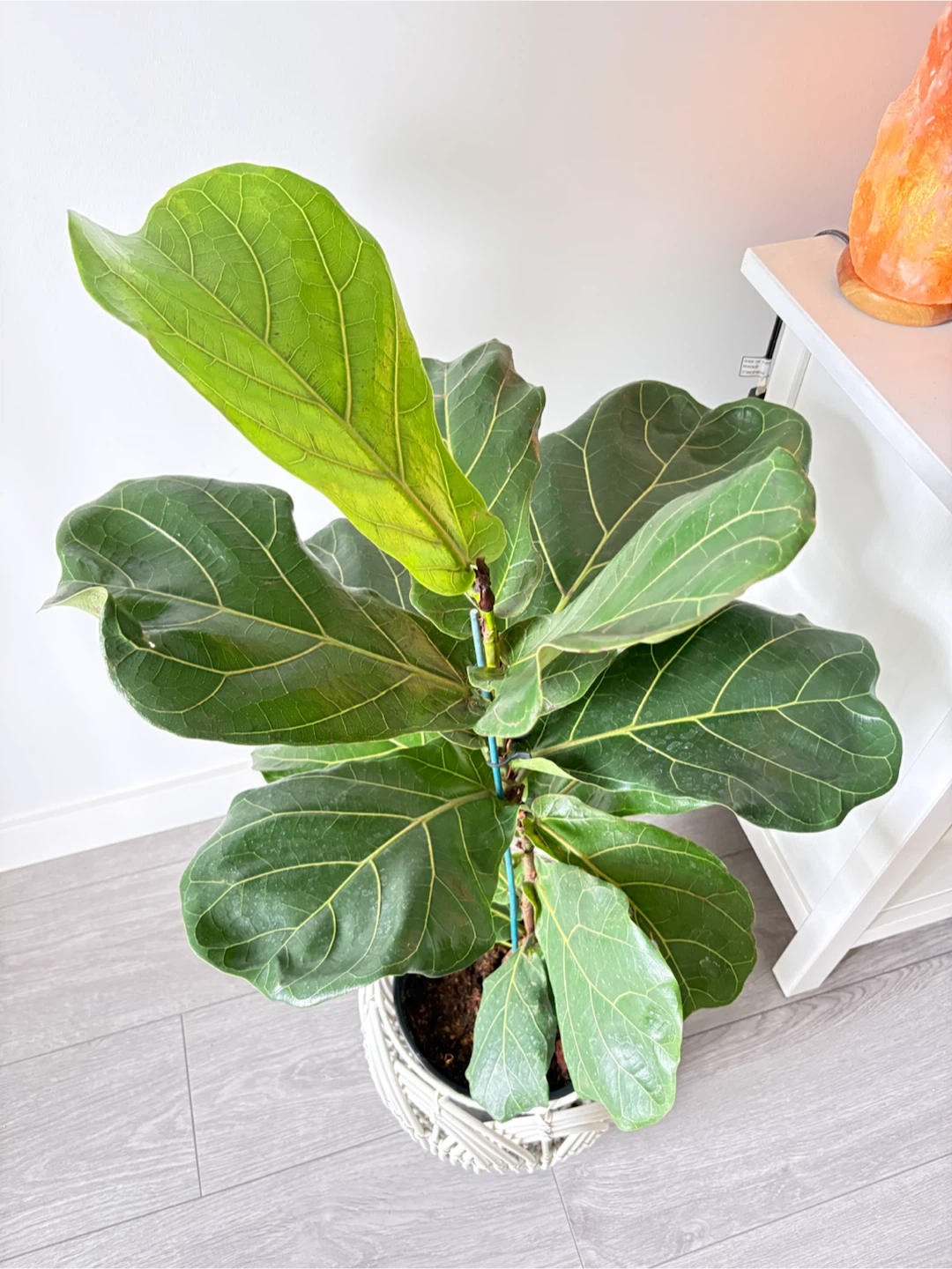 💫Gorgeous Healthy Fiddle Leaf Fig Tree- Indoor Plant