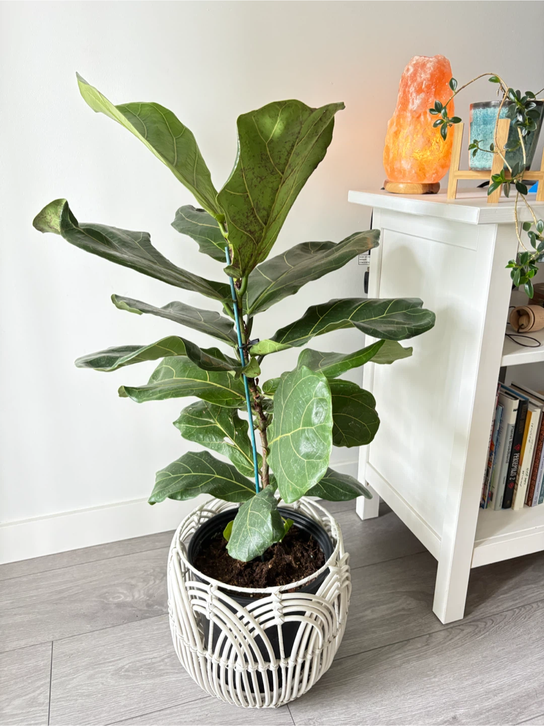 💫Gorgeous Healthy Fiddle Leaf Fig Tree- Indoor Plant - photo 2