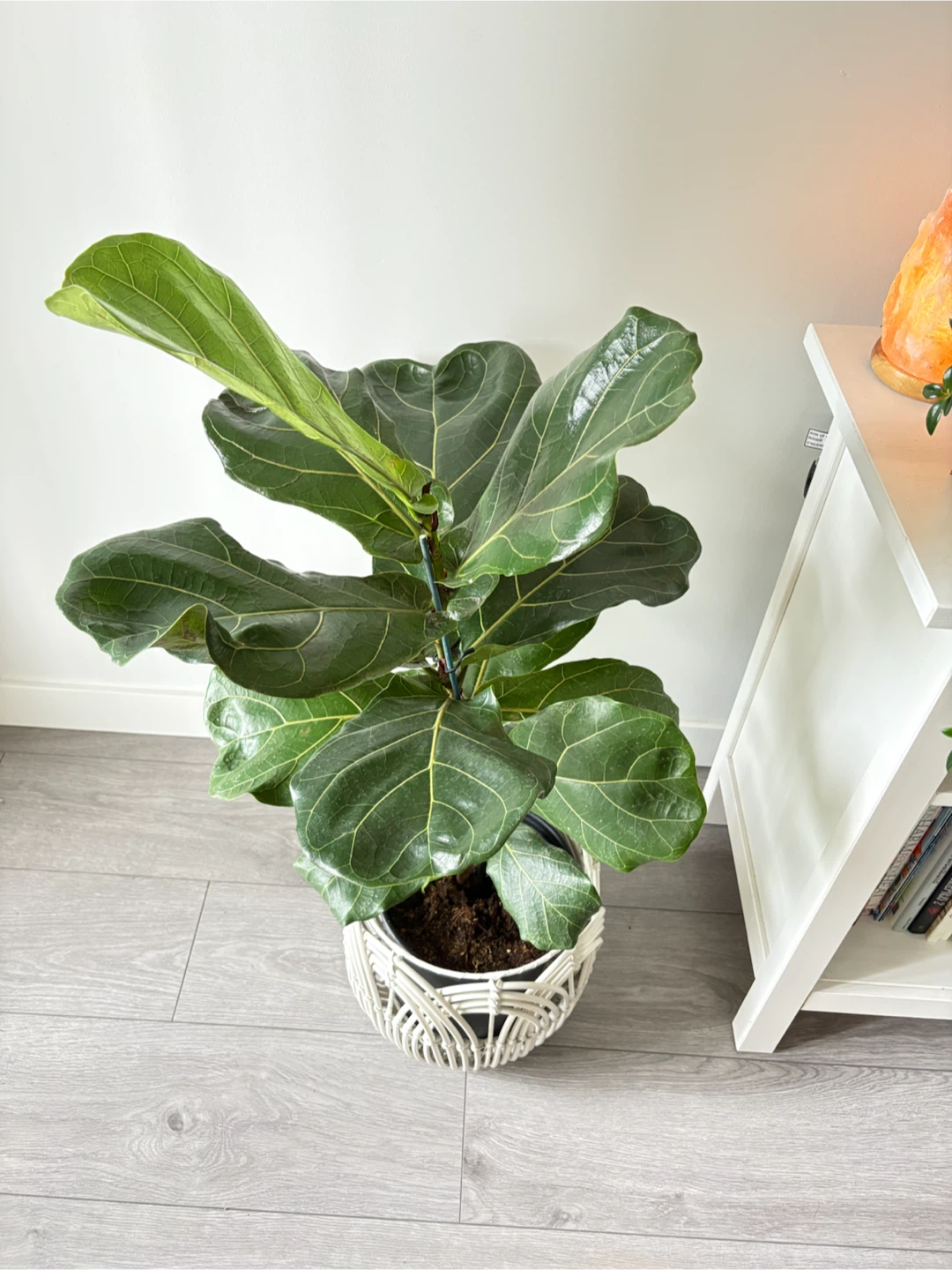 💫Gorgeous Healthy Fiddle Leaf Fig Tree- Indoor Plant - photo 3