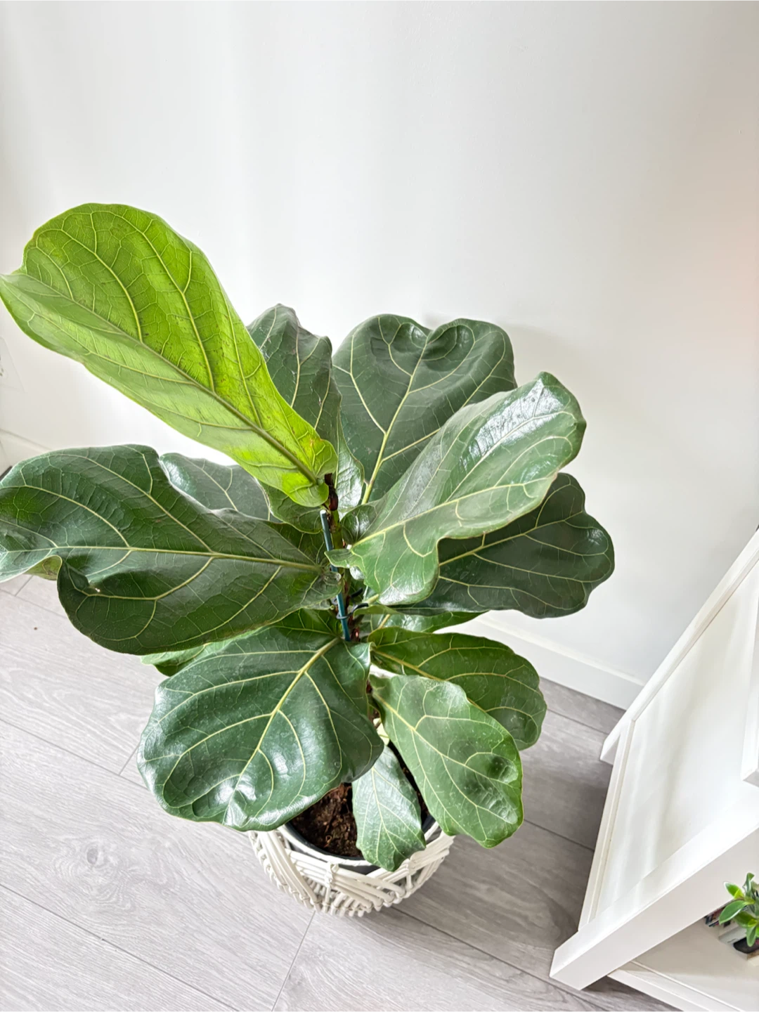 💫Gorgeous Healthy Fiddle Leaf Fig Tree- Indoor Plant - photo 4