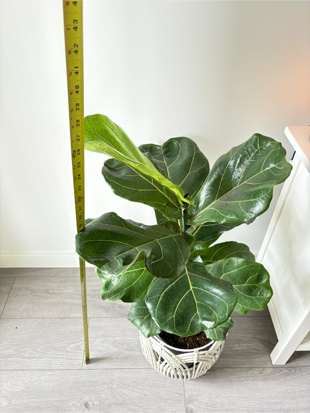 💫Gorgeous Healthy Fiddle Leaf Fig Tree- Indoor Plant - photo 5