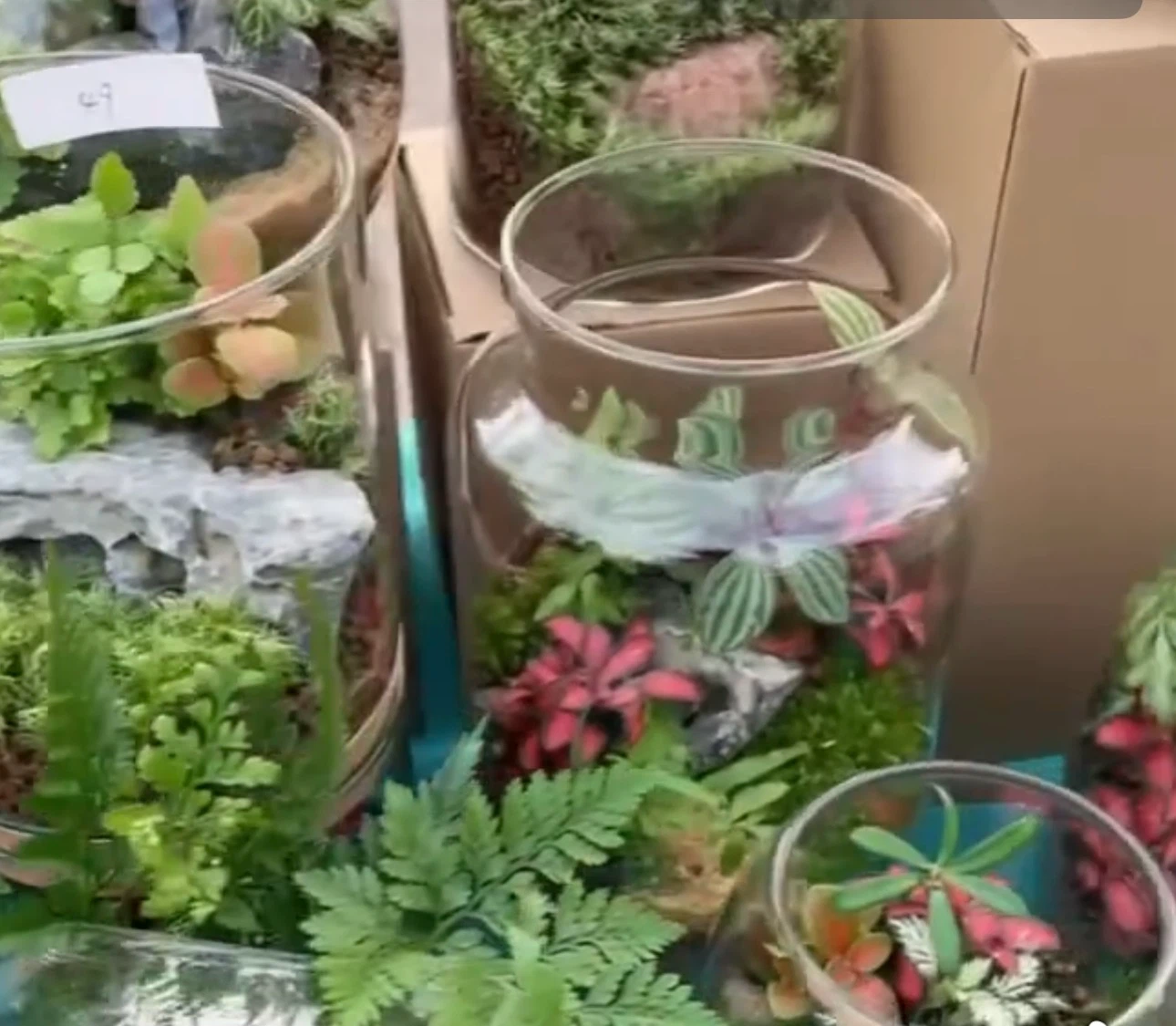 LOT of 3 Clear Glass Terrarium Containers - photo 2