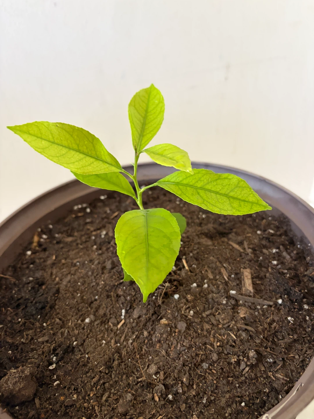 Young Lemon Tree Plant