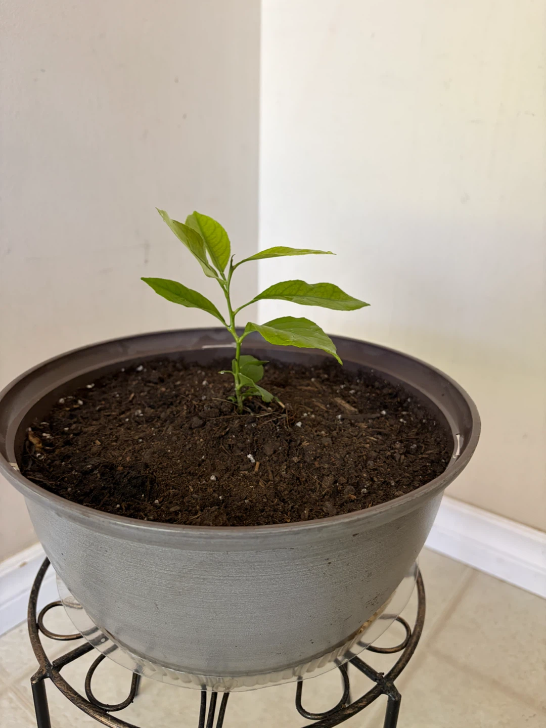 Young Lemon Tree Plant - photo 2