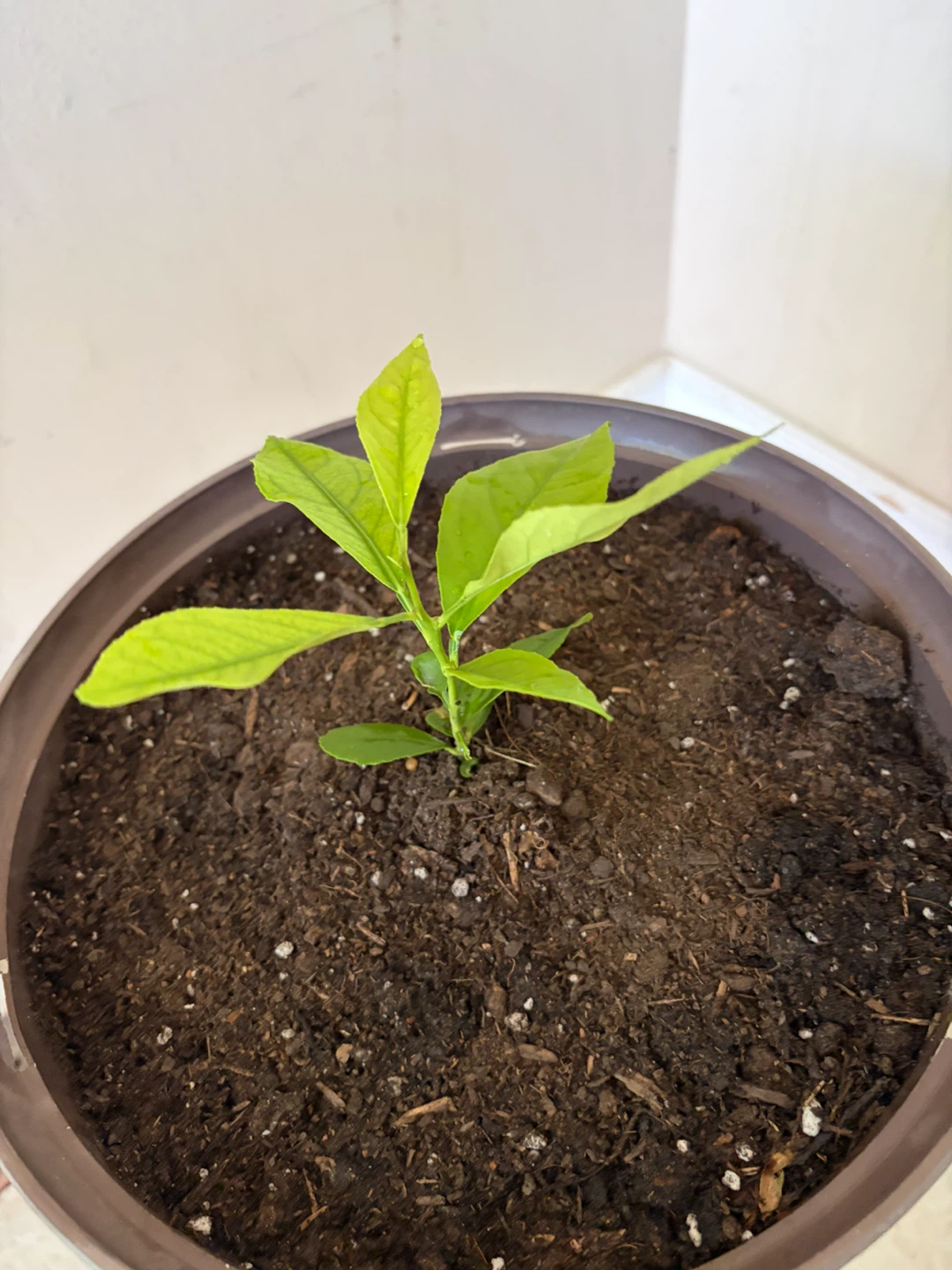 Young Lemon Tree Plant - photo 3