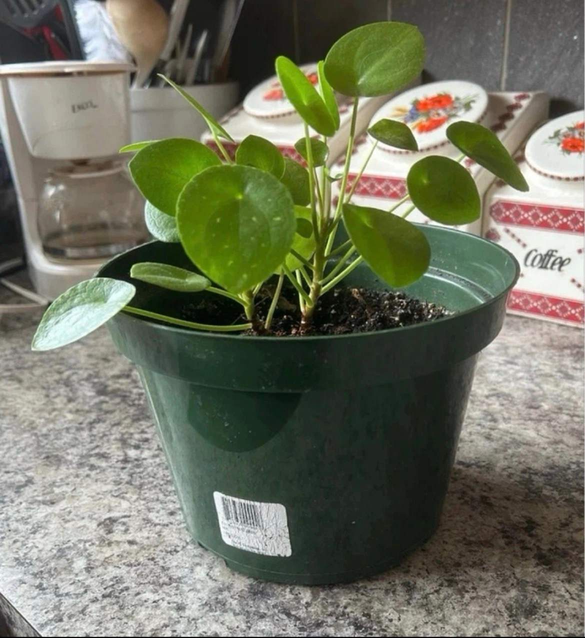 Pilea Peperomioides plant in green pot