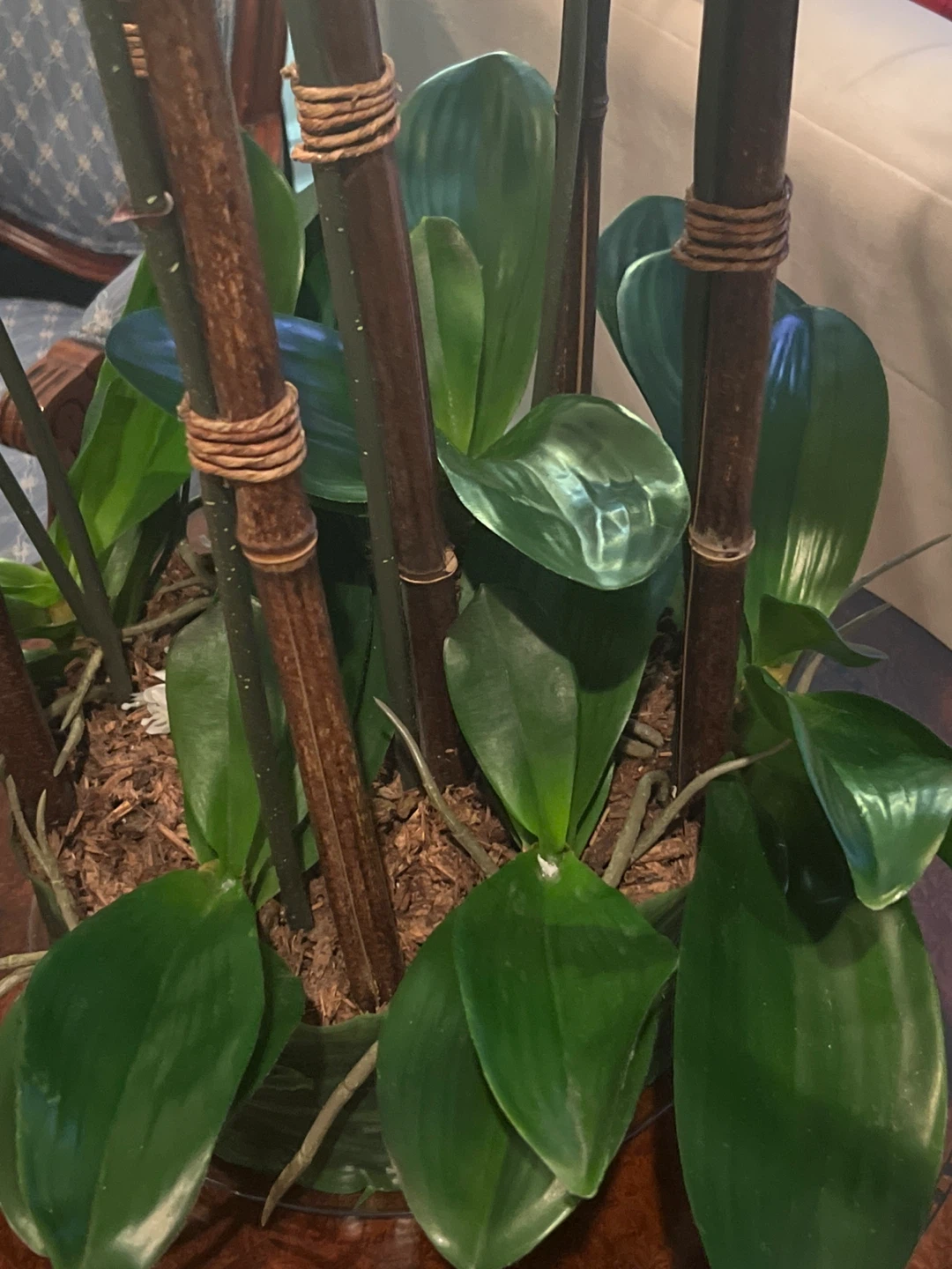 Artificial White Orchid Arrangement - photo 5