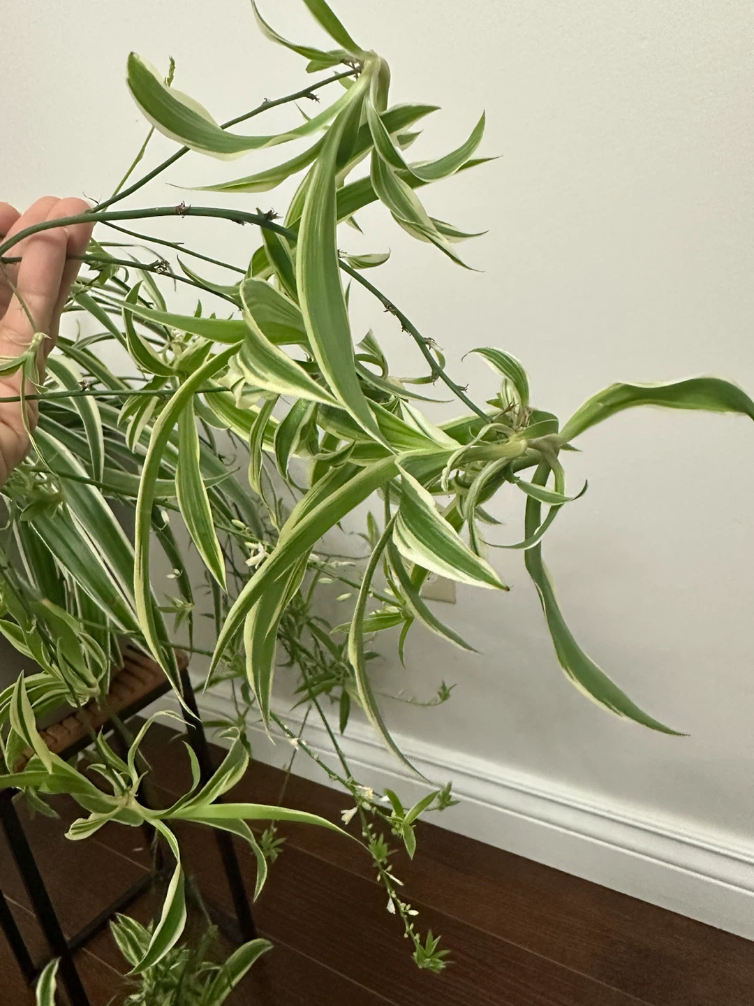 Variegated Spider Plant