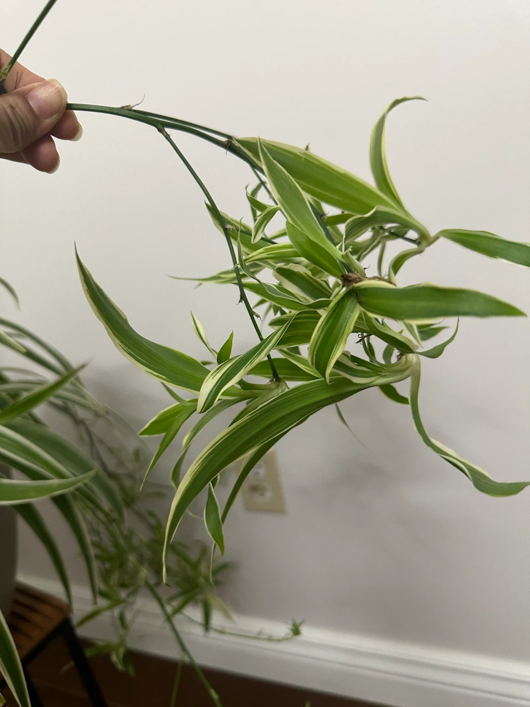 Variegated Spider Plant - photo 2
