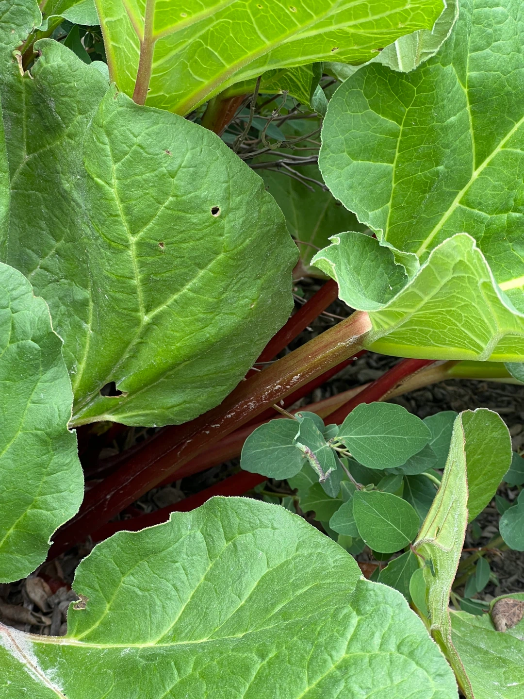 Fresh Garden Rhubarb Stalks