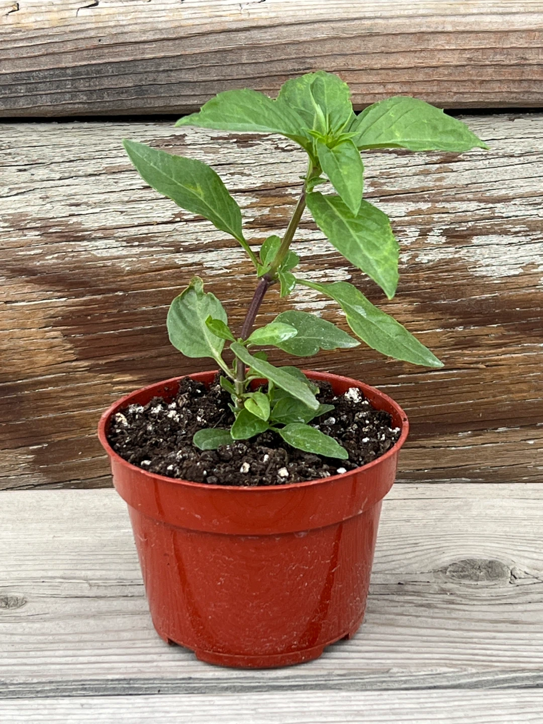 Thai Basil Plant in Plastic Pot
