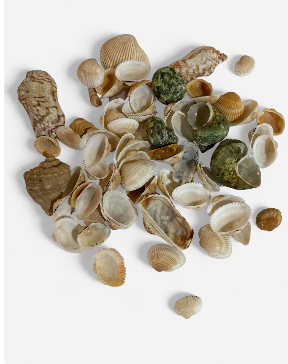 Assorted Seashells in Glass Jar - photo 3