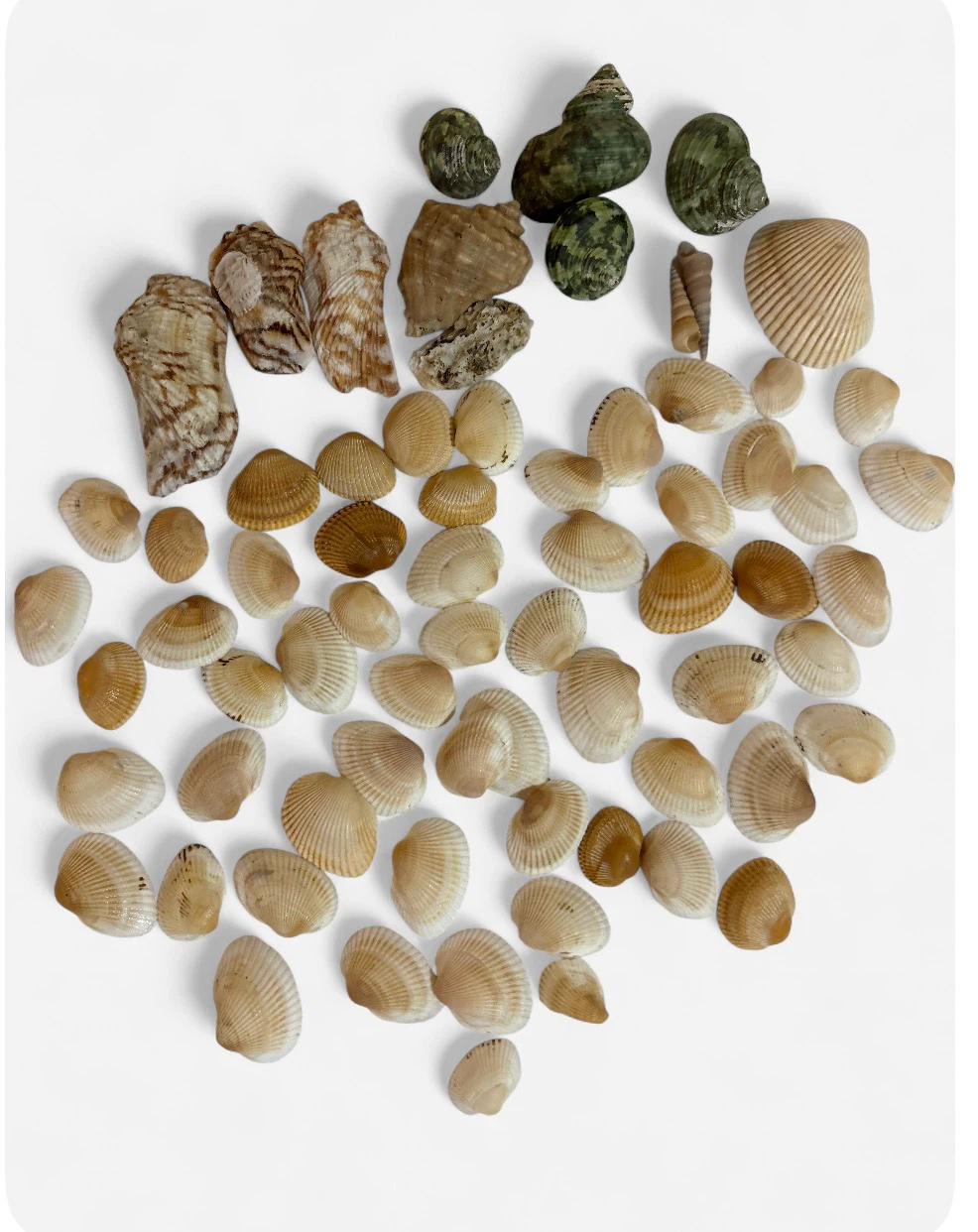 Assorted Seashells in Glass Jar - photo 4