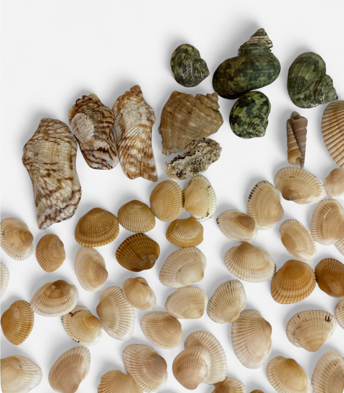 Assorted Seashells in Glass Jar - photo 5