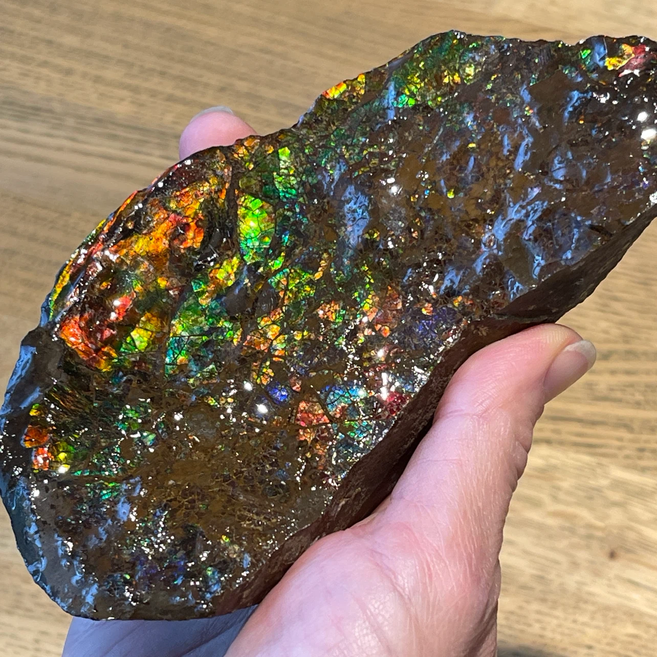 Raw Ammolite from Alberta