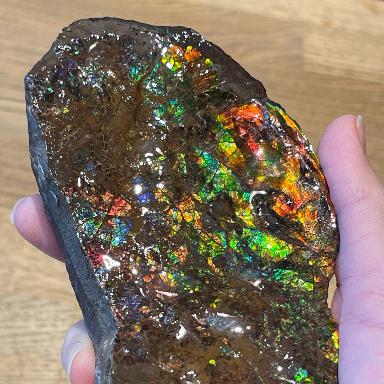 Raw Ammolite from Alberta - photo 2