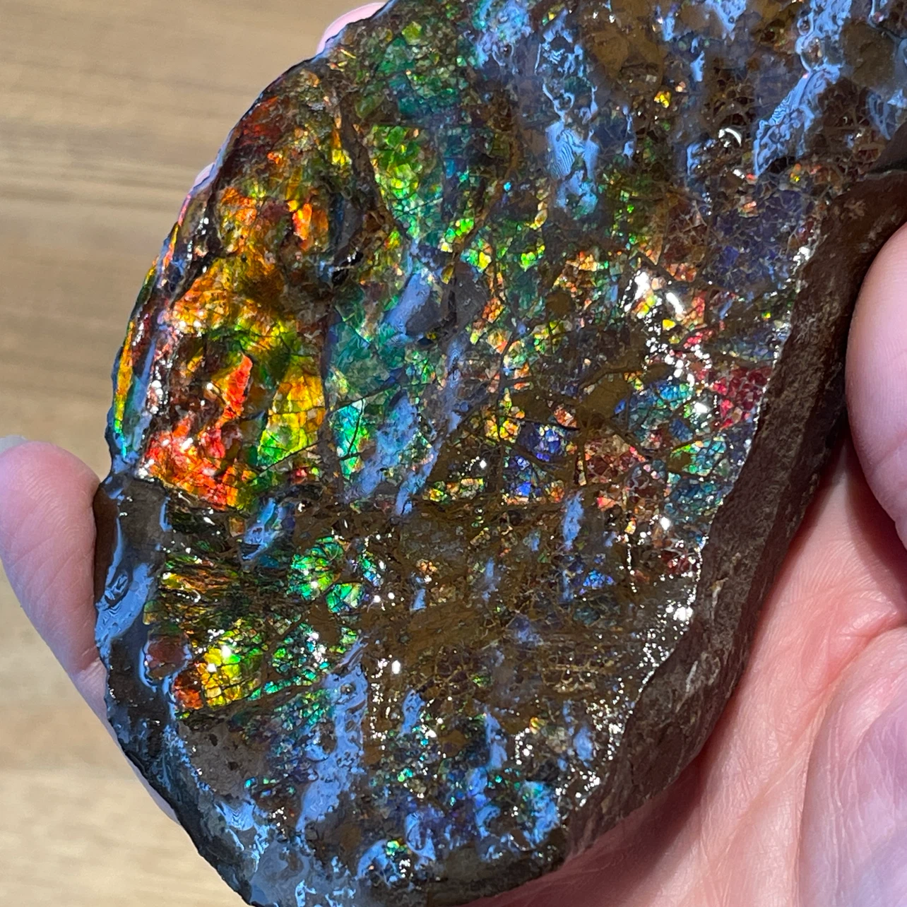 Raw Ammolite from Alberta - photo 3