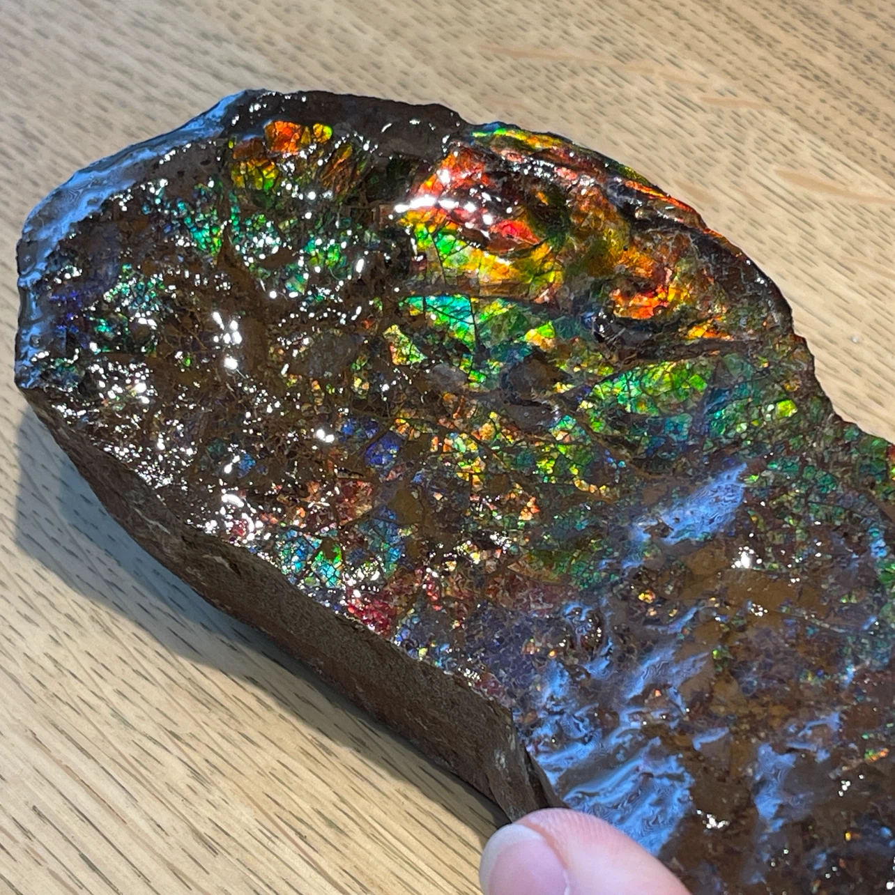 Raw Ammolite from Alberta - photo 4