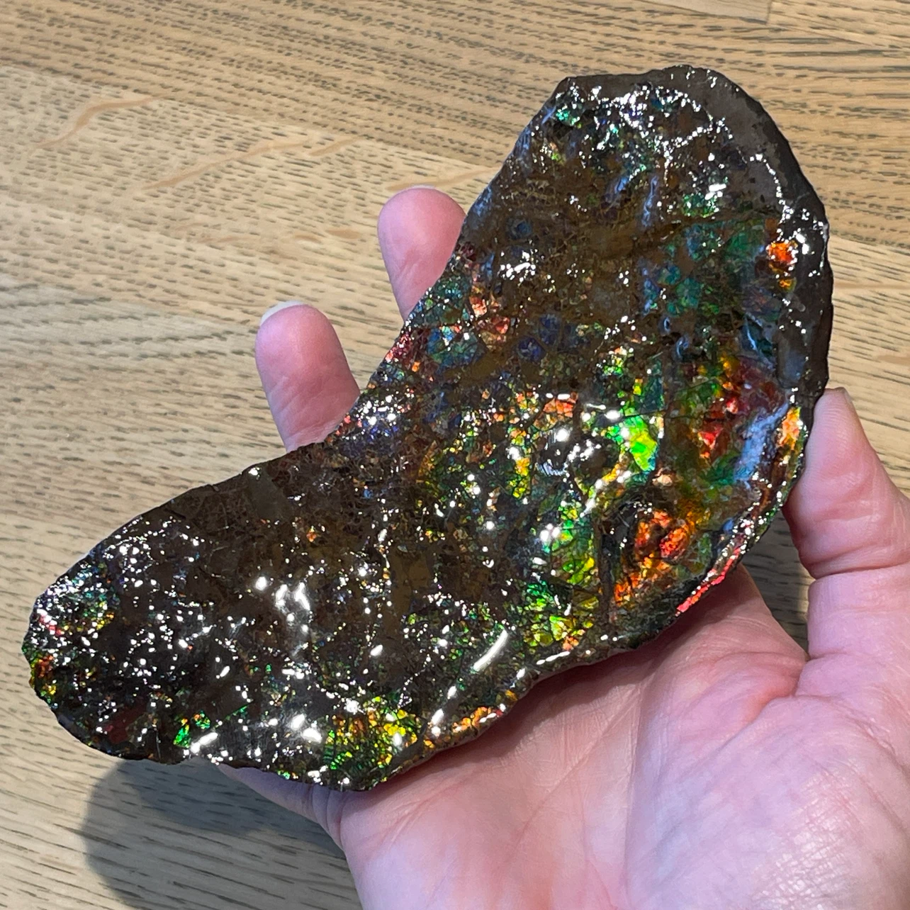 Raw Ammolite from Alberta - photo 5