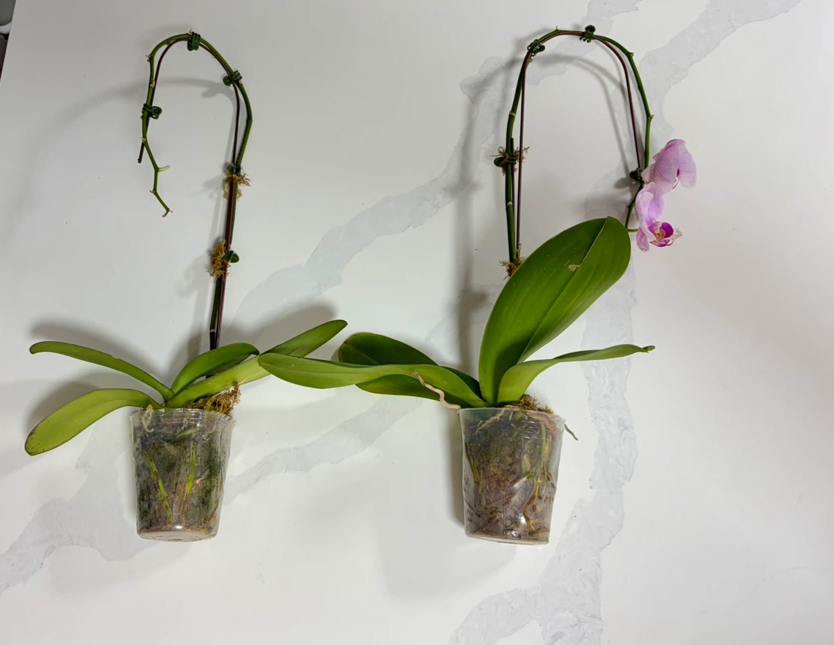Beautiful Live Phalaenopsis Orchid Plant (Each: 10, Both: 15)