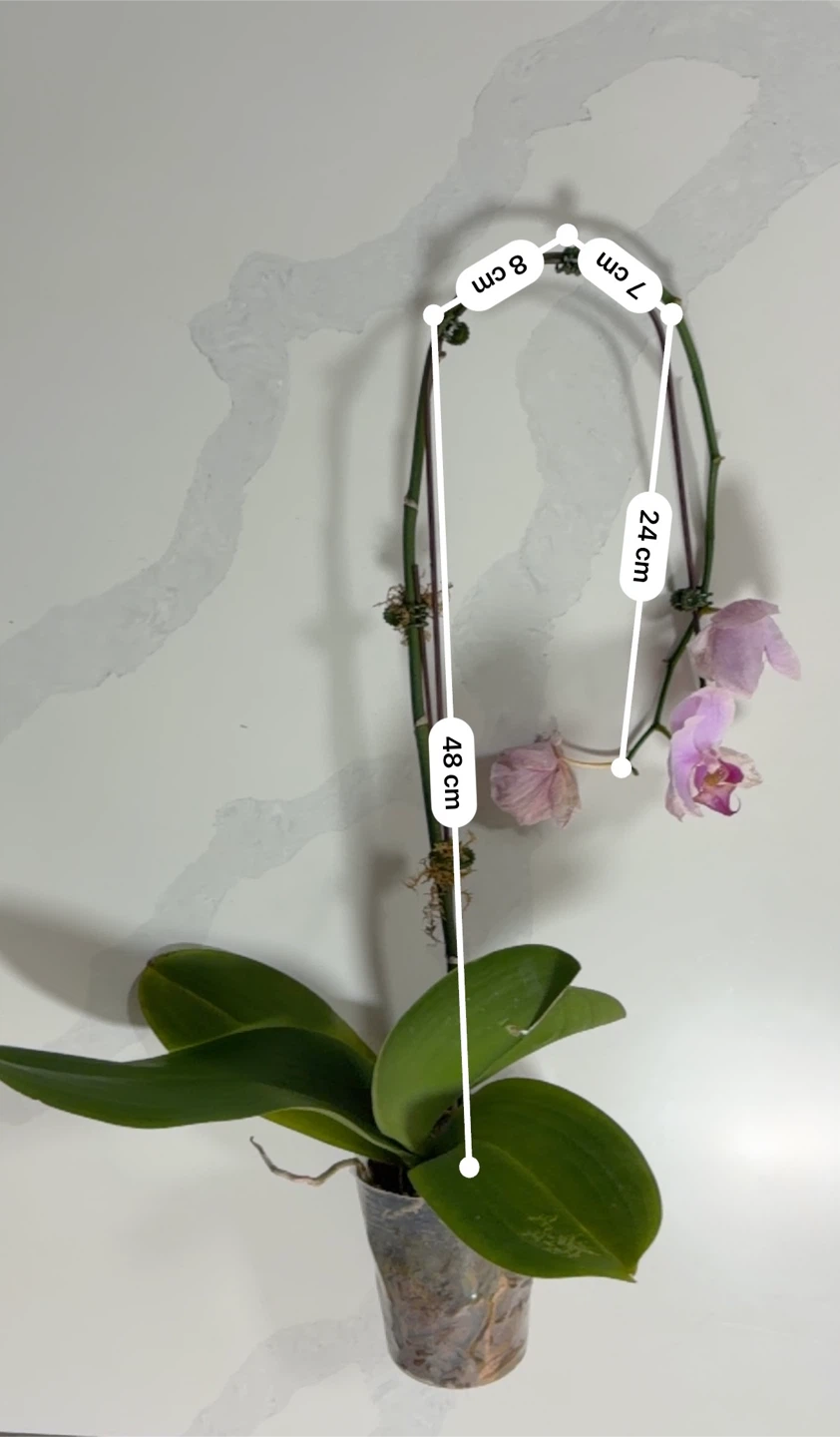 Beautiful Live Phalaenopsis Orchid Plant (Each: 10, Both: 15) - photo 2
