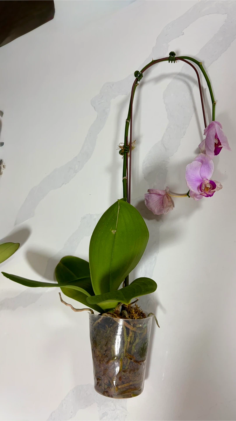 Beautiful Live Phalaenopsis Orchid Plant (Each: 10, Both: 15) - photo 3