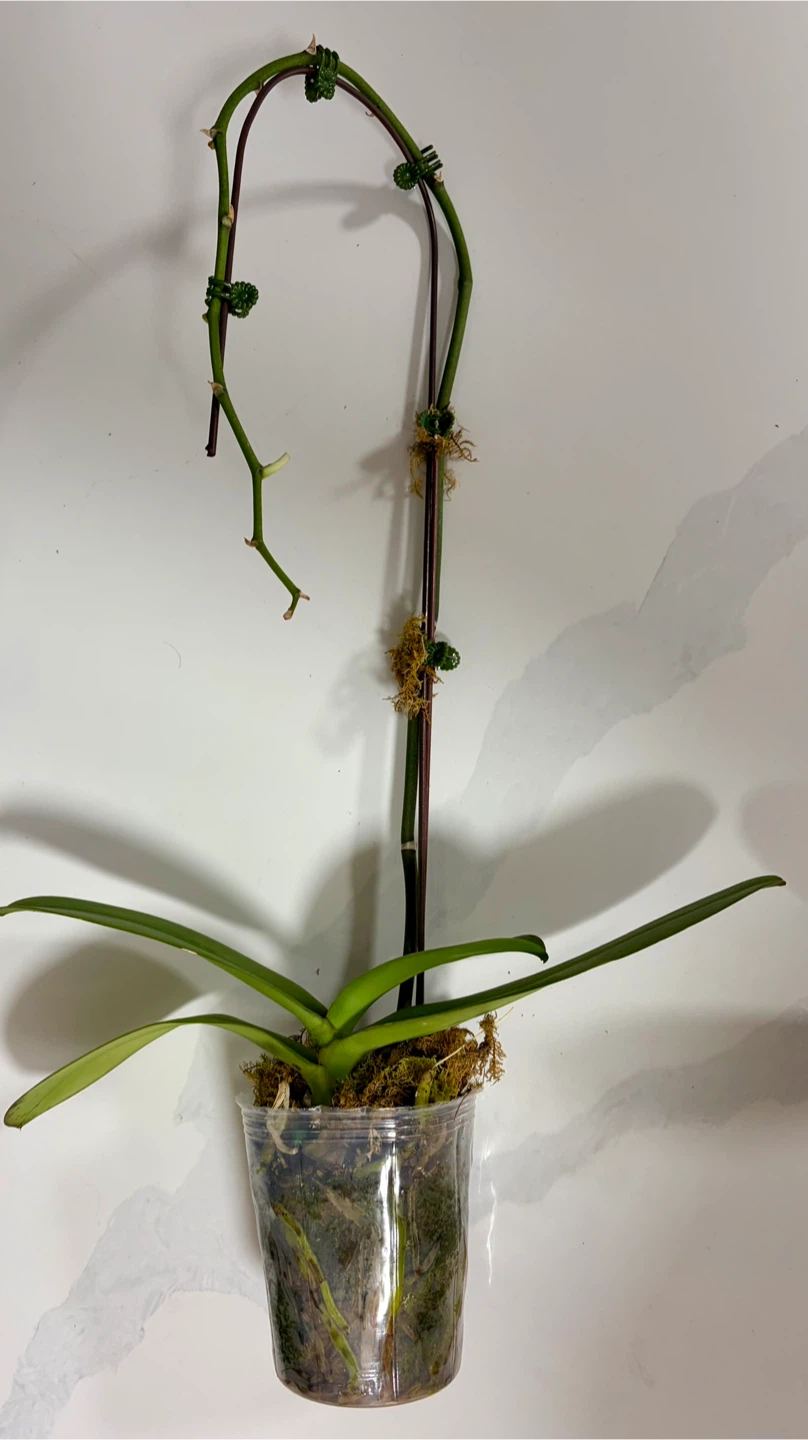 Beautiful Live Phalaenopsis Orchid Plant (Each: 10, Both: 15) - photo 4