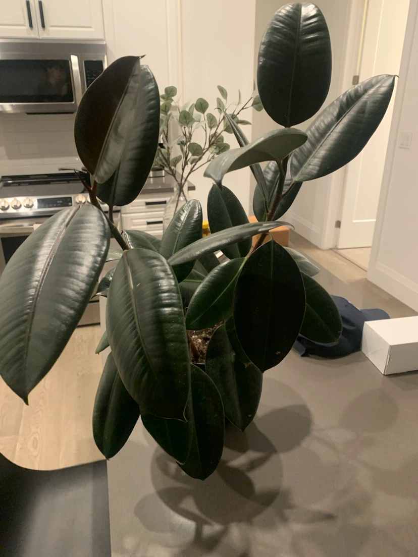 Free!!! Rubber Plant