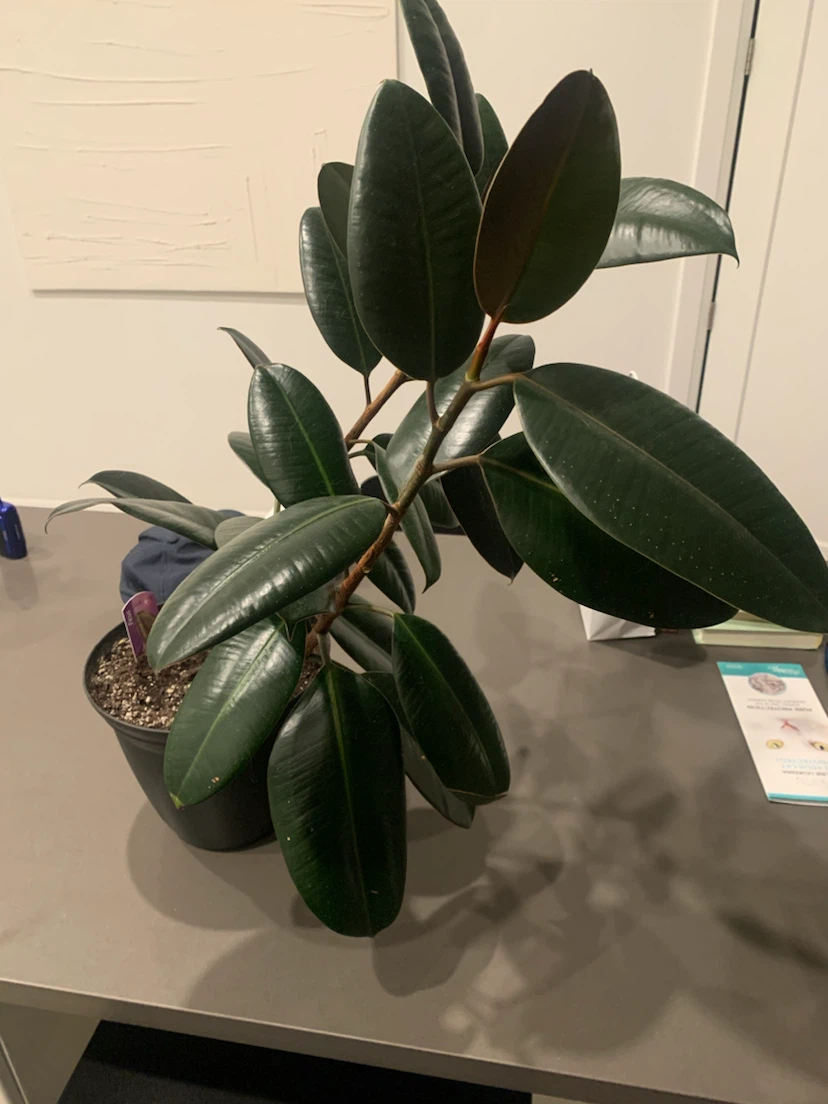 Free!!! Rubber Plant - photo 2