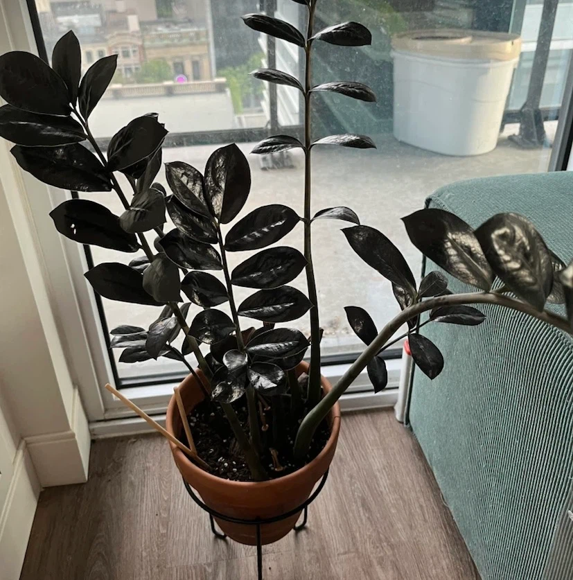 Free! Raven ZZ Plant in Terra Cotta Pot