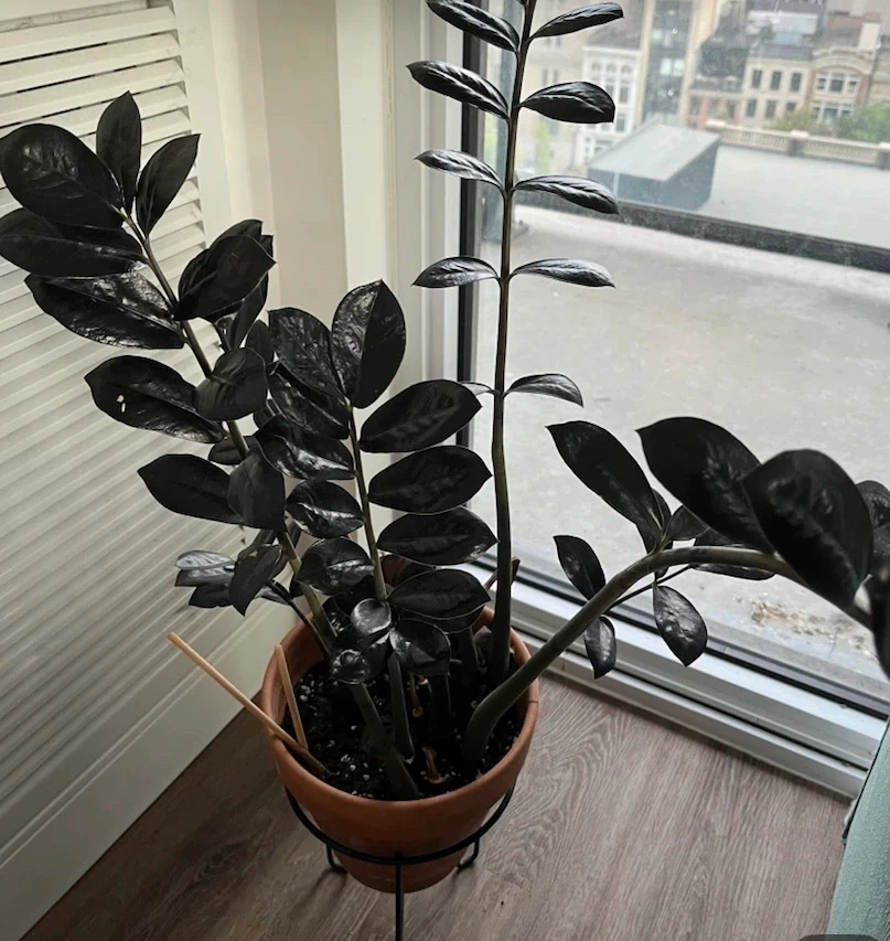 Free! Raven ZZ Plant in Terra Cotta Pot - photo 2