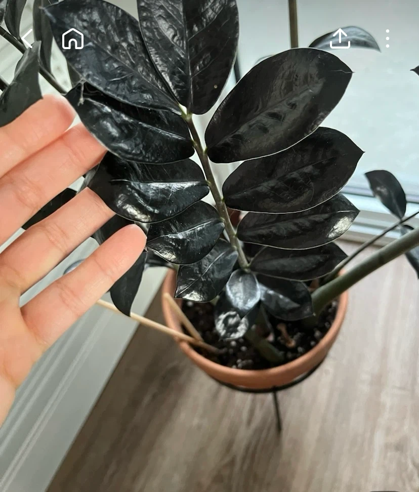 Free! Raven ZZ Plant in Terra Cotta Pot - photo 3