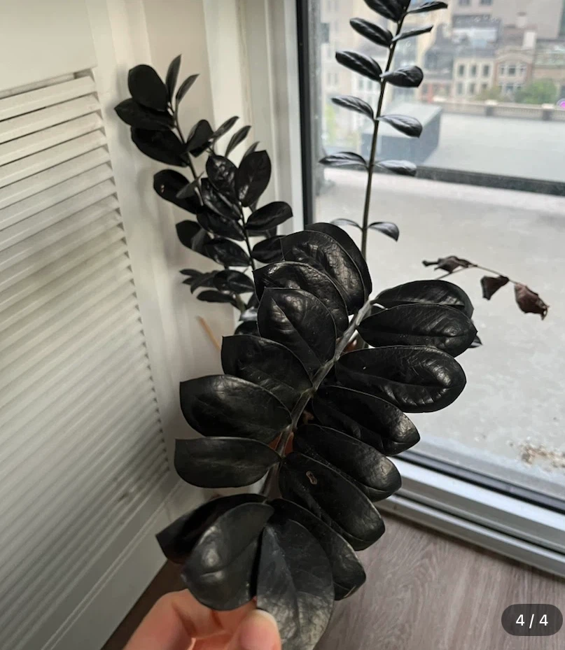 Free! Raven ZZ Plant in Terra Cotta Pot - photo 4