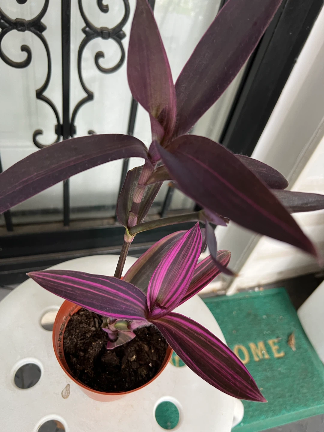 Rare variegated Purple Heart plant