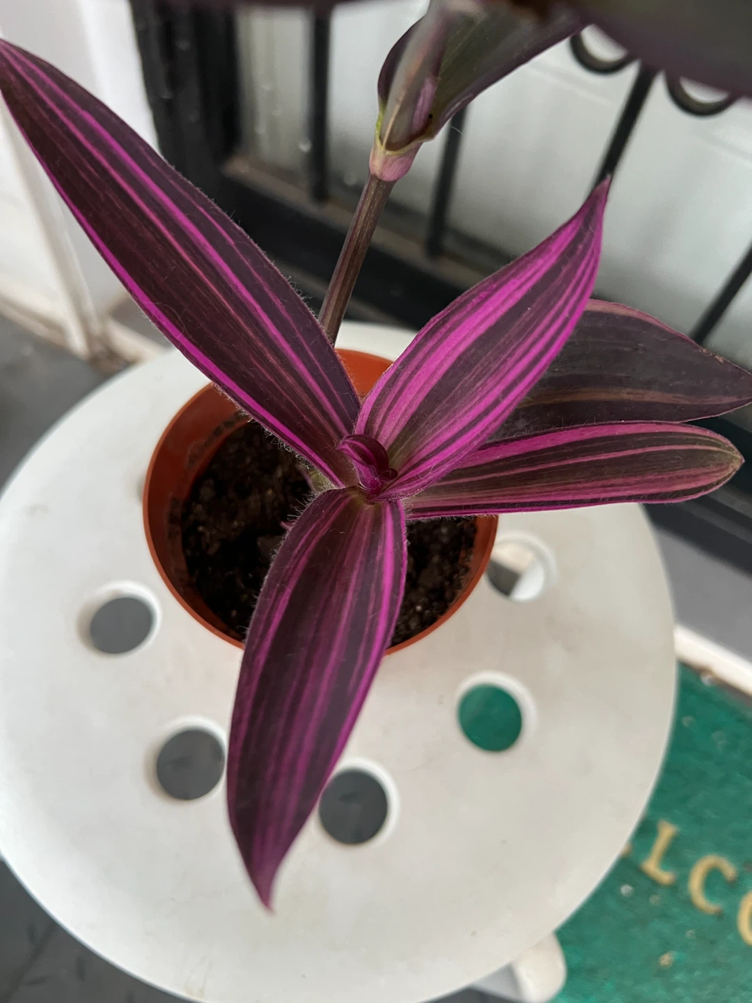 Rare variegated Purple Heart plant - photo 2