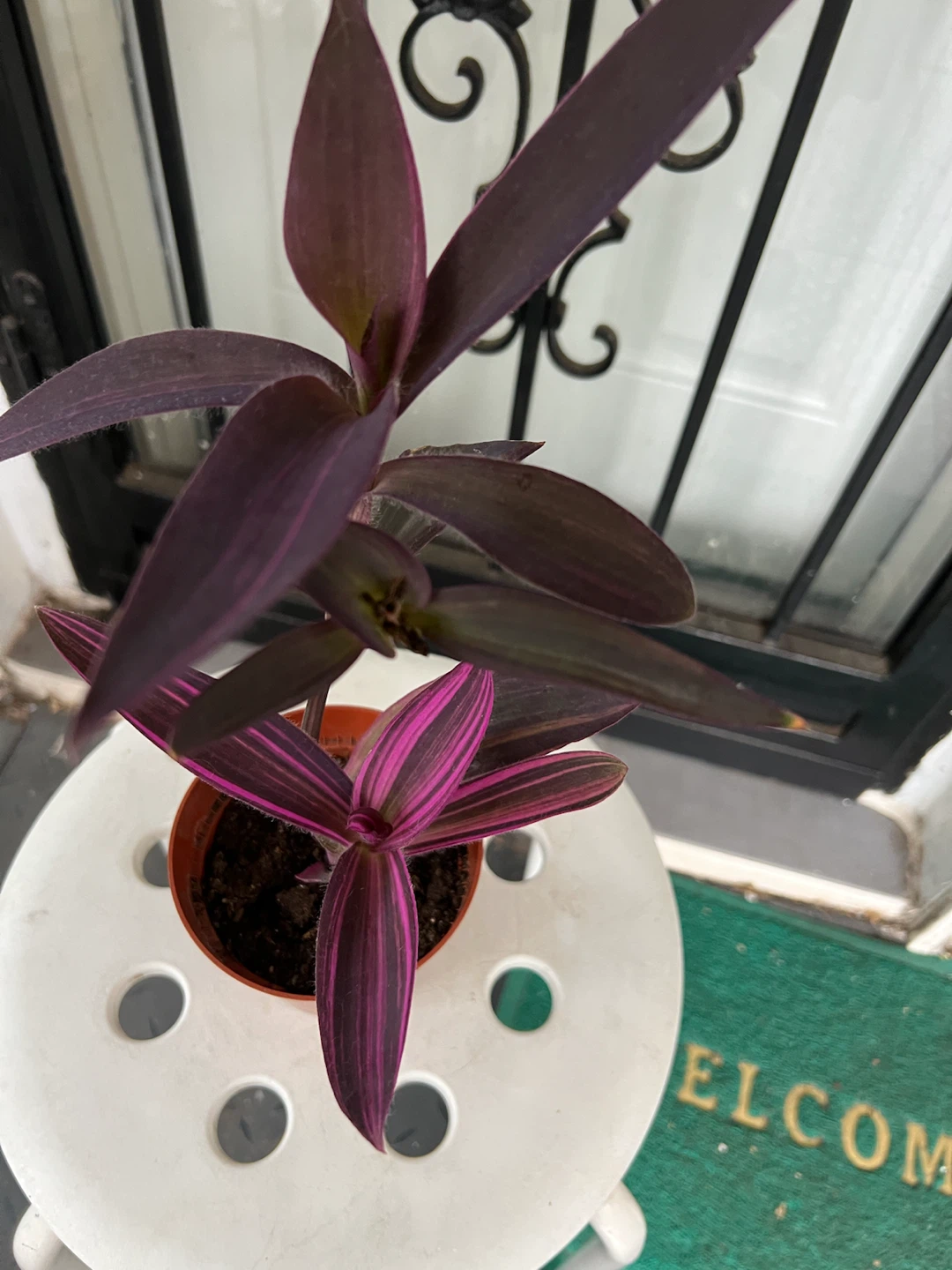 Rare variegated Purple Heart plant - photo 3
