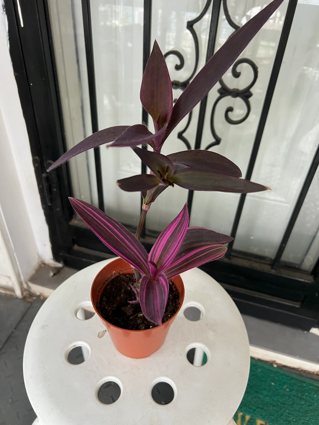 Rare variegated Purple Heart plant - photo 4