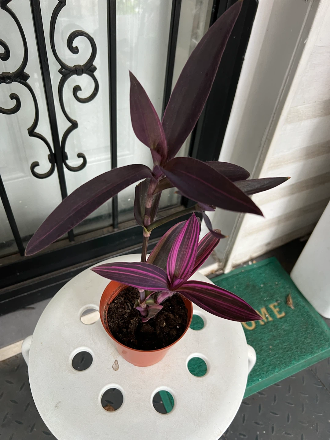 Rare variegated Purple Heart plant - photo 5