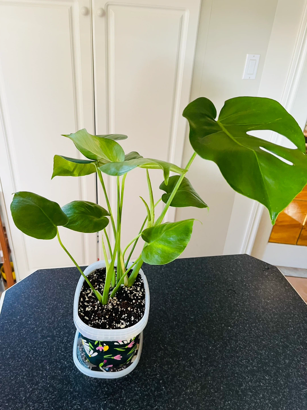 Monstera Deliciosa Plant