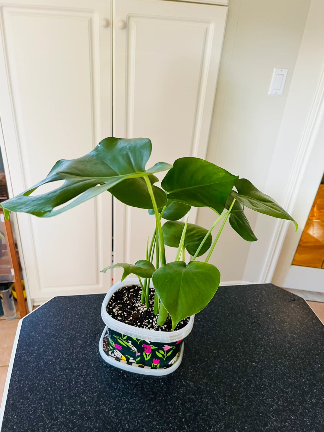 Monstera Deliciosa Plant - photo 2