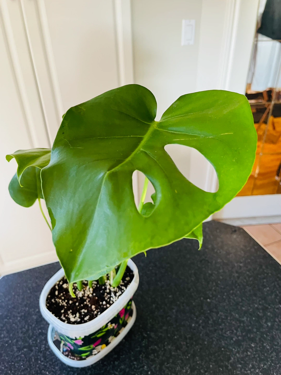 Monstera Deliciosa Plant - photo 3